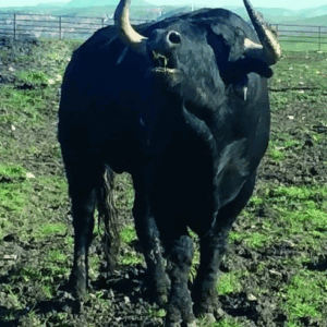 Visitas guiadas por una dehesa de Toros Bravos